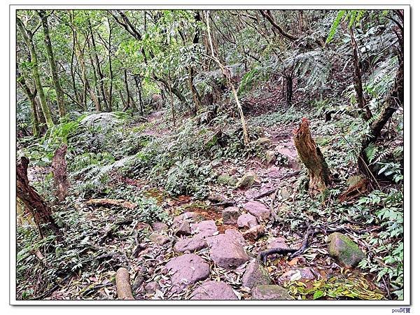 內湖 碧山 梅花山 梅花山北峰 大崙頭山