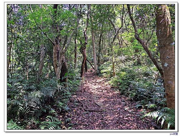 深坑 山豬淚湖 山豬窟尖 土庫岳