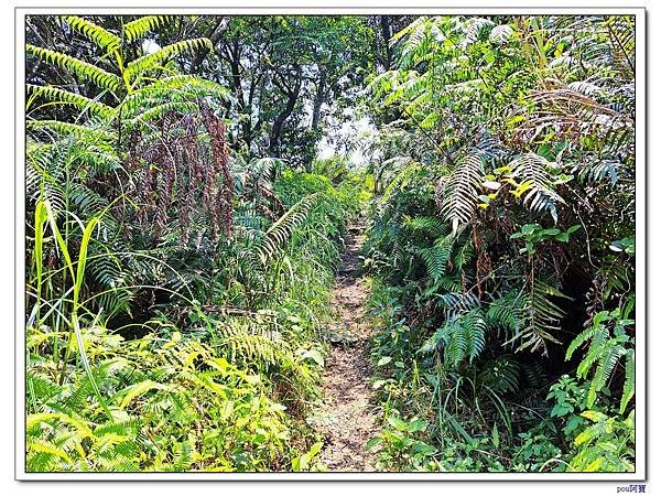 深坑 山豬淚湖 山豬窟尖 土庫岳