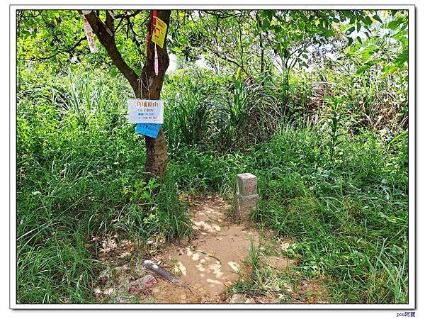 樹林 新北市武器公園 三福山 三角埔頂山 青龍嶺