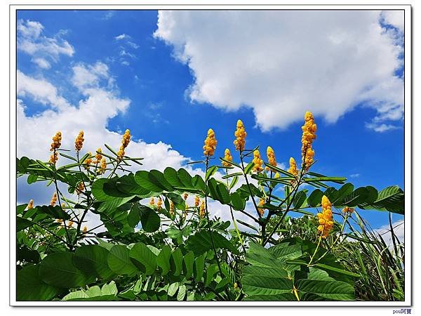 樹林 新北市武器公園 三福山 三角埔頂山 青龍嶺