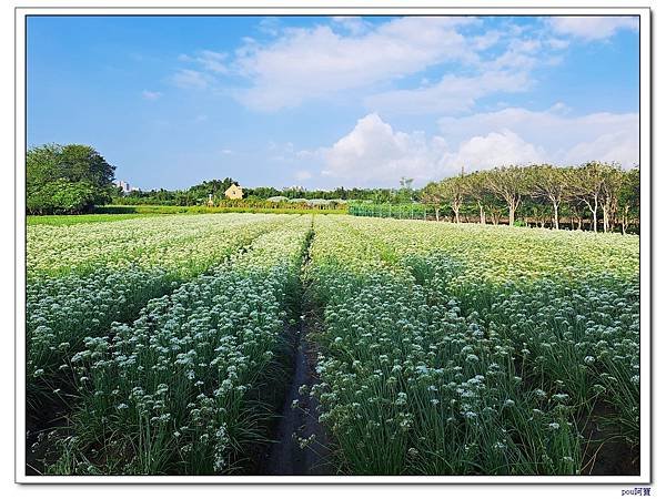 大溪 中庄韭菜花 單車之行