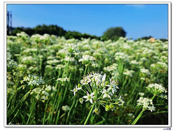 大溪 中庄韭菜花 單車之行