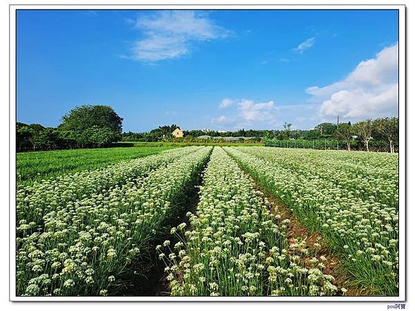 大溪 中庄韭菜花 單車之行