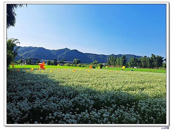 大溪 中庄韭菜花 單車之行