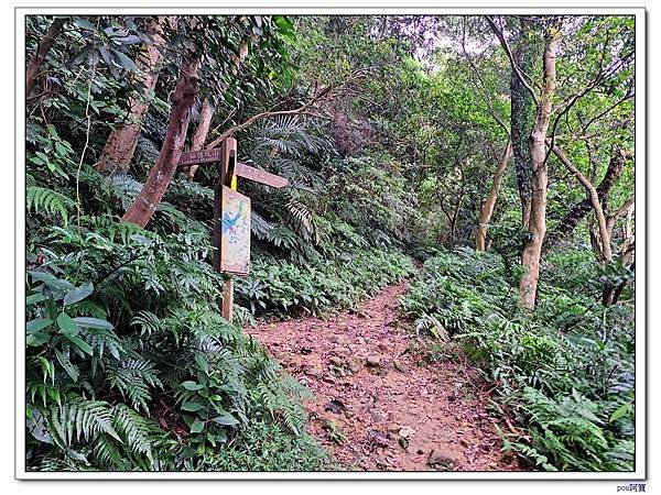 三峽 鳶山彩壁 福德坑山