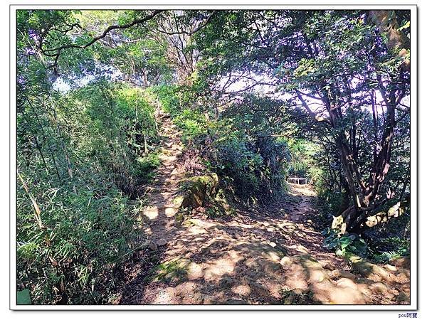 鶯歌 百年大榕樹 福源山 石雲禪寺 石灰坑山