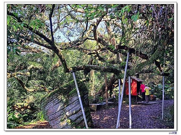 鶯歌 百年大榕樹 福源山 石雲禪寺 石灰坑山