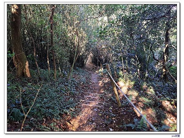 鶯歌 百年大榕樹 福源山 石雲禪寺 石灰坑山
