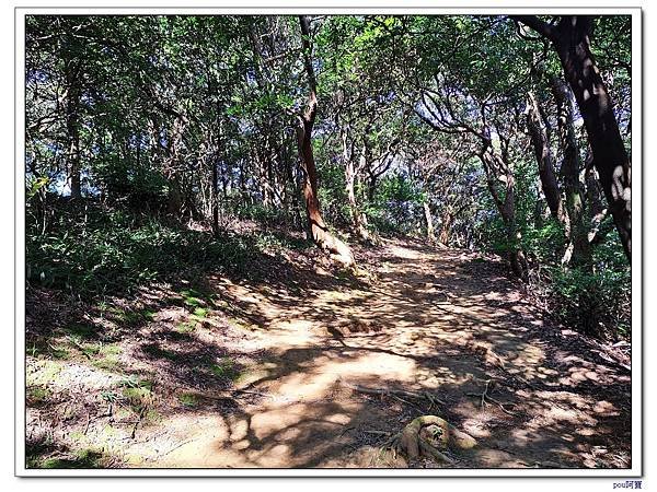 鶯歌 百年大榕樹 福源山 石雲禪寺 石灰坑山