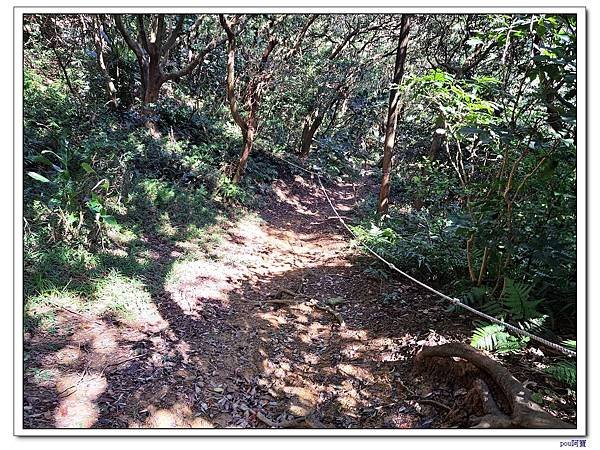 鶯歌 百年大榕樹 福源山 石雲禪寺 石灰坑山