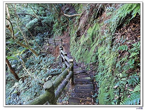 鶯歌 百年大榕樹 福源山 石雲禪寺 石灰坑山