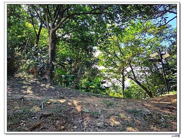 鶯歌 百年大榕樹 福源山 石雲禪寺 石灰坑山