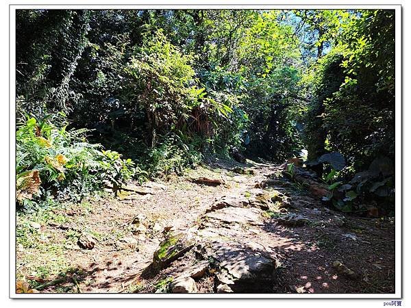 鶯歌 百年大榕樹 福源山 石雲禪寺 石灰坑山