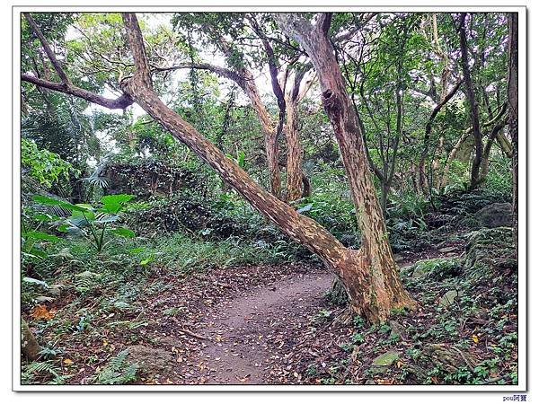 鶯歌 百年大榕樹 福源山 石雲禪寺 石灰坑山