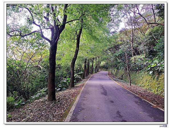 鶯歌 百年大榕樹 福源山 石雲禪寺 石灰坑山