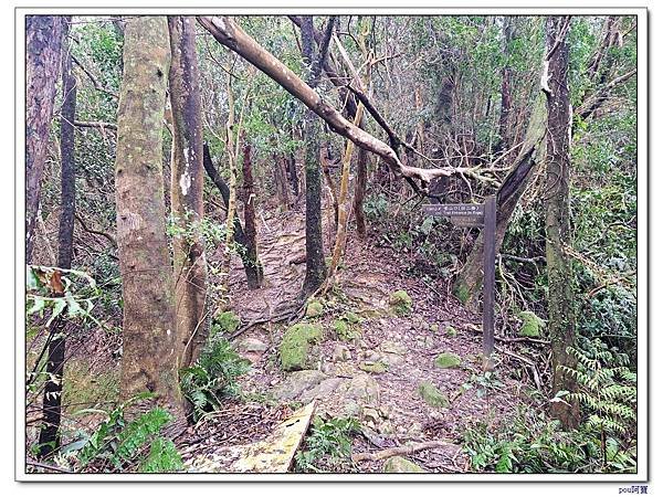 深坑 阿柔洋山 猴山岳 猴山岳前峰