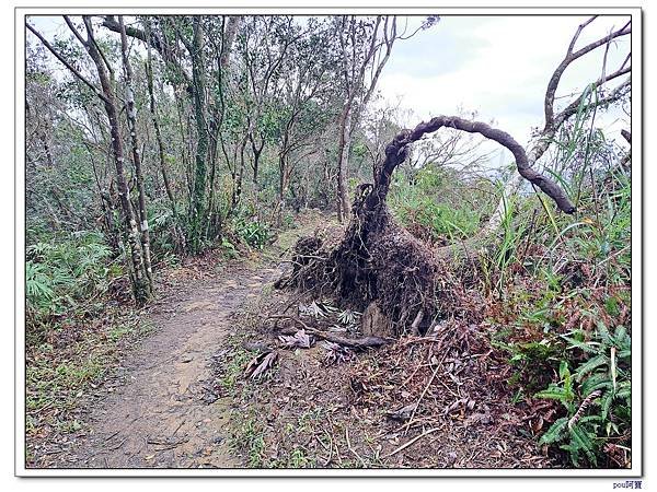深坑 阿柔洋山 猴山岳 猴山岳前峰