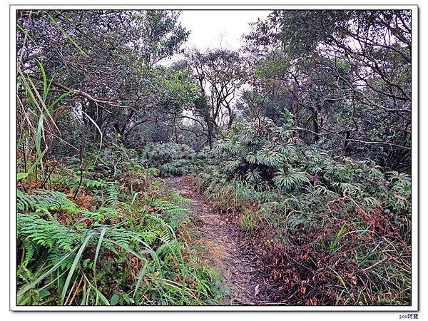 深坑 阿柔洋山 猴山岳 猴山岳前峰
