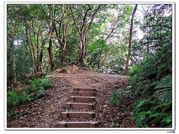 三峽 鳶尾山 鳶山東峰 福德坑山