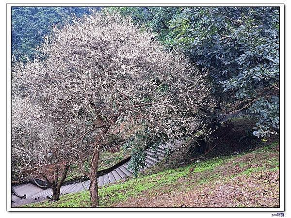 中和 光明頂 南勢角山 南山福德宮梅花