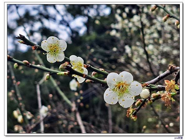 中和 光明頂 南勢角山 南山福德宮梅花