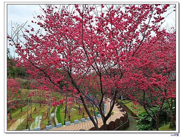 鶯歌 永吉公園 櫻花