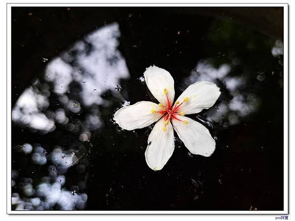 三峽 五十分山 桐花