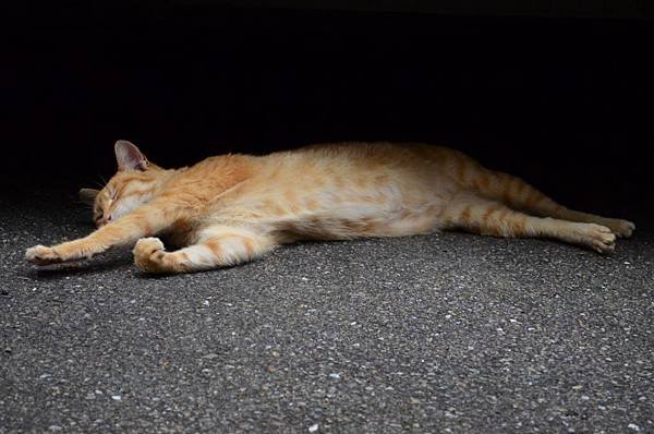 DSC_1103.JPG
