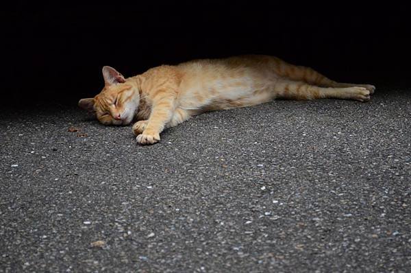 DSC_1106.JPG