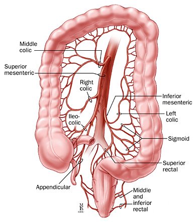 Arterial blood supply to the colon