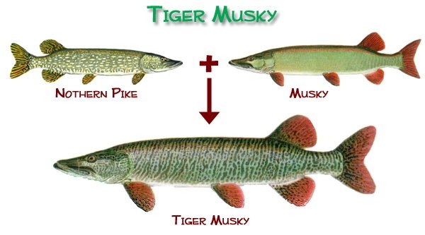 tiger_musky