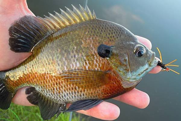 DM_PRN_Bluegill_5-22-2011a