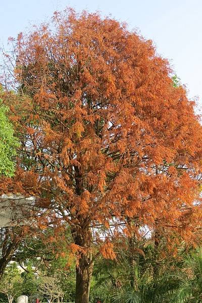 碧湖公園103.01.05 (9)