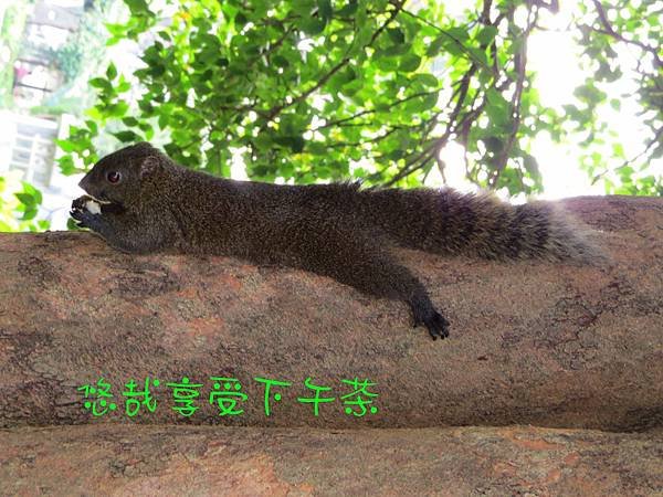 植物園103.06.02 (19).JPG