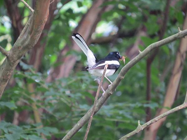 植物園103.06.02 (21).JPG
