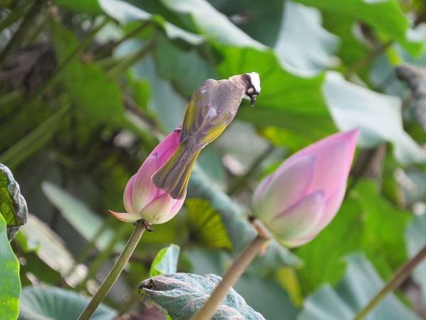 植物園103.06.02 (22).JPG