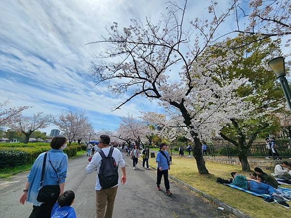 〔Day16上〕2024造幣局賞櫻