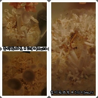 秀珍1