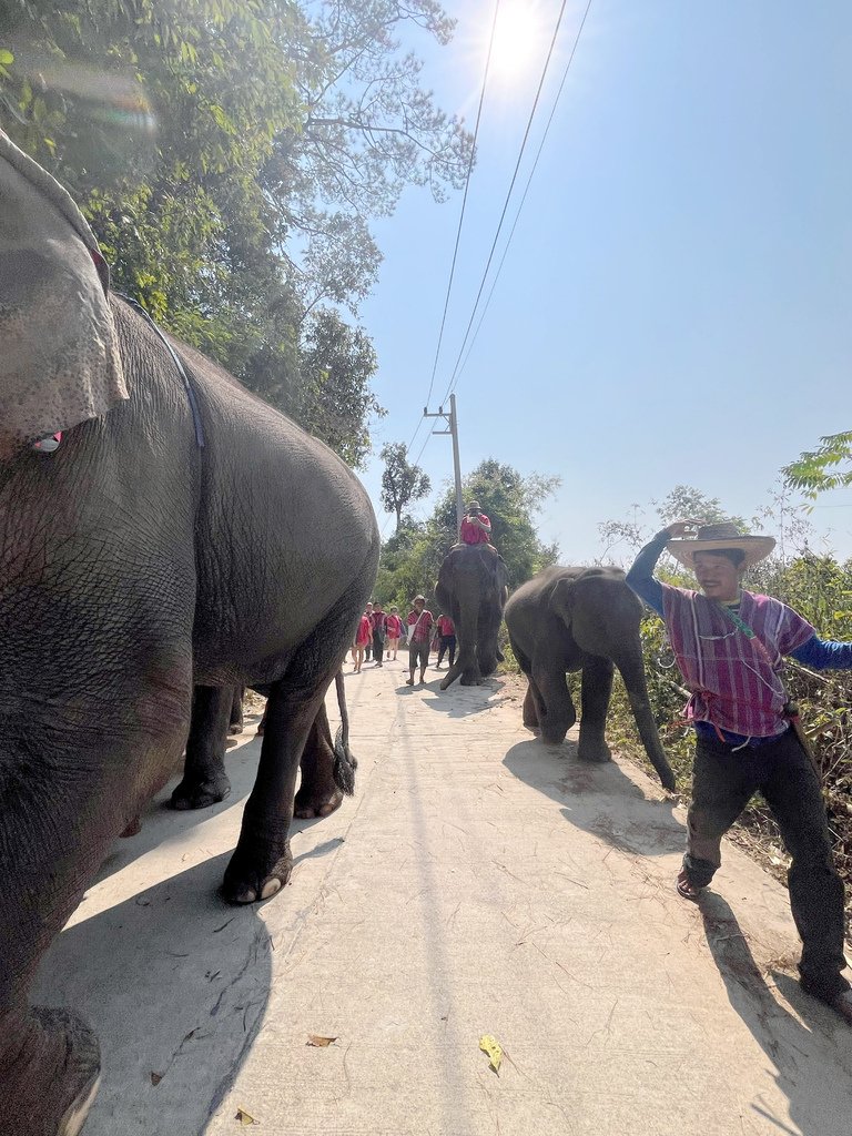 Karen Tribe Native Elephants 清