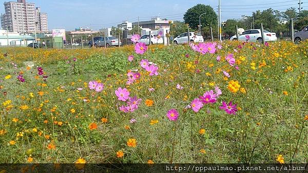 橋頭花海