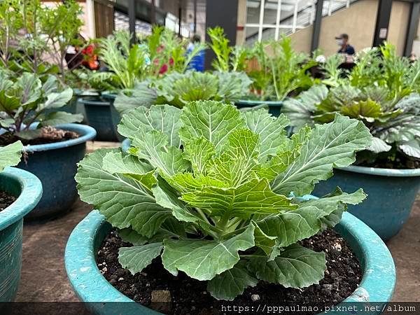 杉林溪一日遊