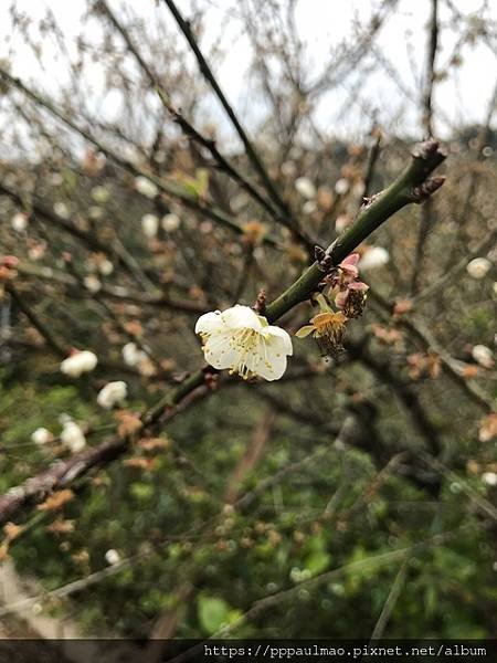 踏「雪」尋梅記