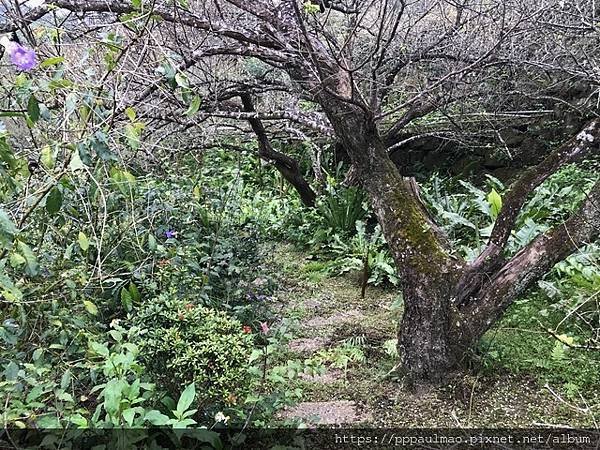 踏「雪」尋梅記