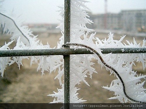 雪霜花錯.jpg