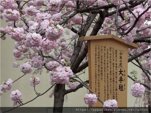 日本櫻花選 03.jpg