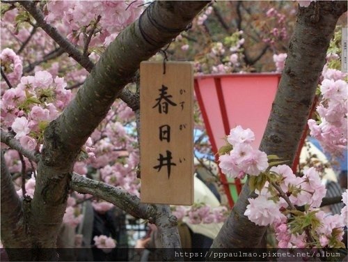 日本櫻花選 20.jpg