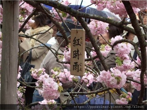 日本櫻花選 45.jpg