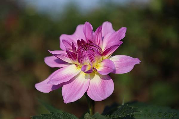 嬌羞花容.jpg