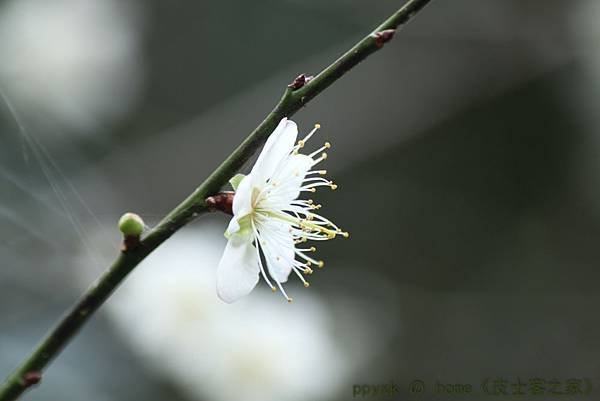 IMG_8794.jpg